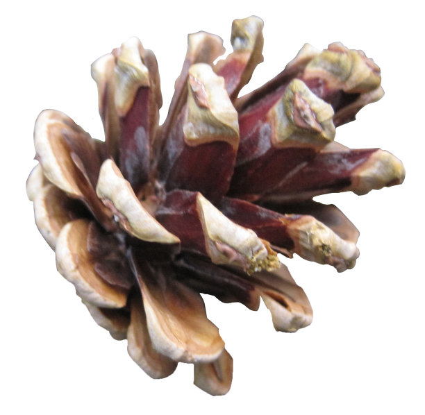 松果剪影图片下载