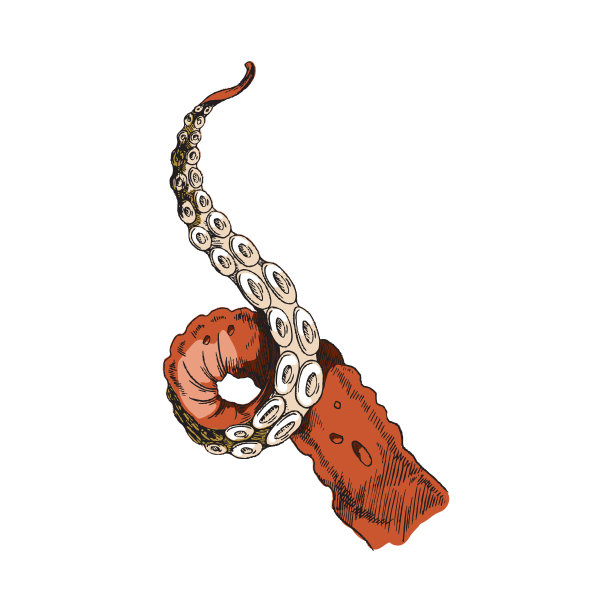 红色鱿鱼或章鱼的触手矢量素描，孤立在白色的背景。海鲜包装设计元素。图片下载
