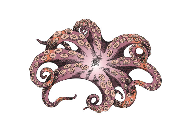 章鱼肚下的海鲜，手绘木刻风格。紫色的触须复古素描矢量插图。图片下载