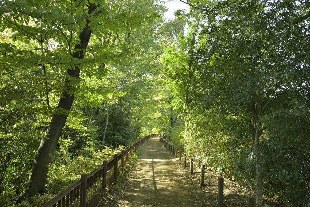 野生植物——东京郊区Tamagajosui公园(日本2021- 11月)图片下载