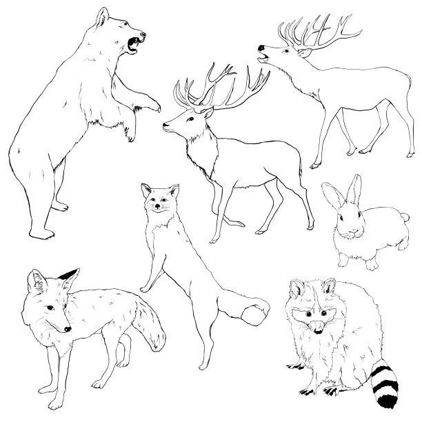 向量集的线性动物。手绘熊，鹿，狐狸，狼，兔子和浣熊孤立在白色背景。野生动物插图设计，印刷，织物或背景。图片下载