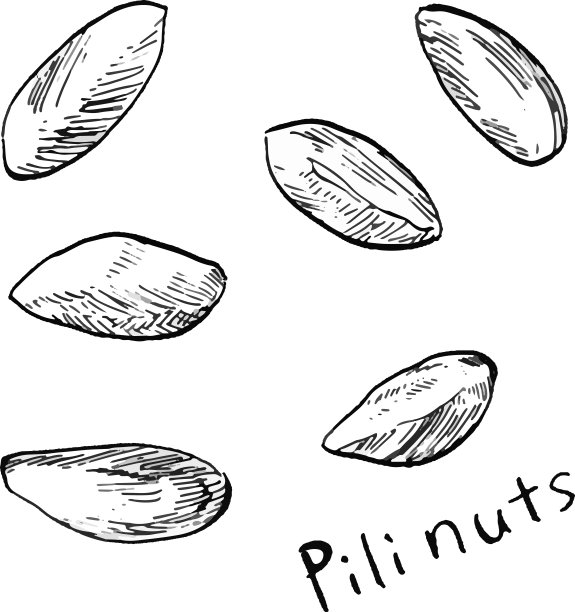 矢量插图的六个菌毛坚果画在黑色和白色的线。图片下载