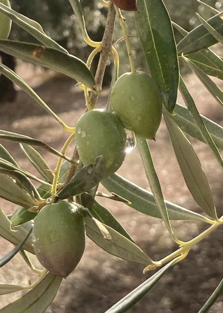 沐浴在雨水和阳光下的绿橄榄是一种很好的油图片下载
