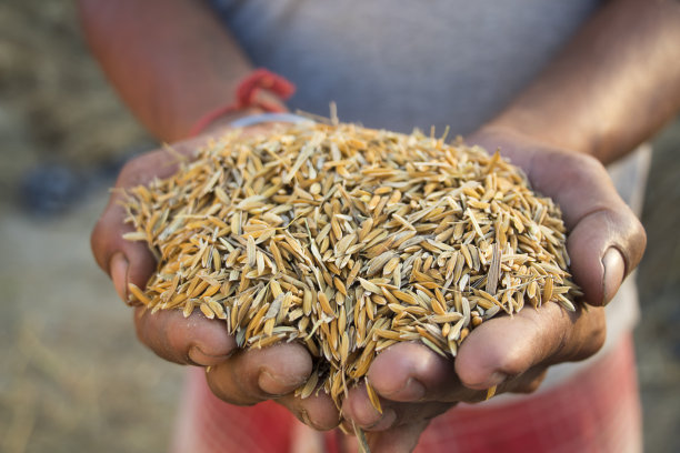 手里捧着一把收获的水稻图片下载