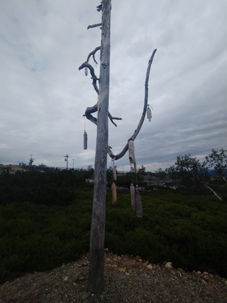 Deadtree与装饰图片下载