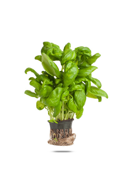 罗勒幼苗与地面隔离在白色的背景图片下载