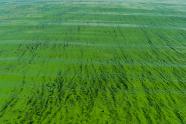 蓝藻-蓝藻细菌对水体的污染是世界性的环境问题。有有害藻华的水体、河流和湖泊。污染自然的生态学概念。图片下载