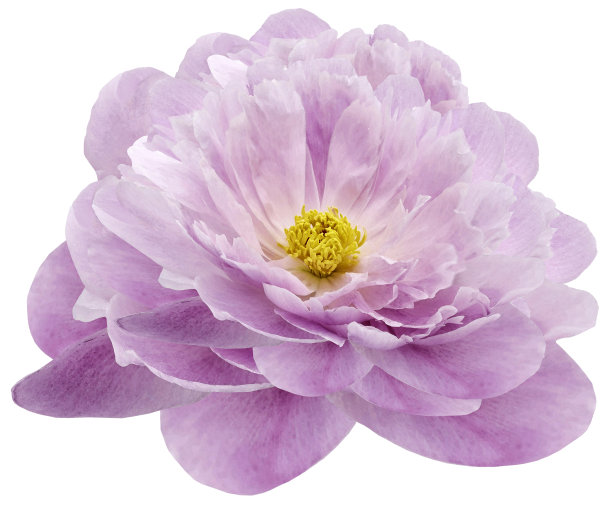 粉红色牡丹花在白色孤立的背景与修剪路径。特写镜头。为设计。大自然。图片下载