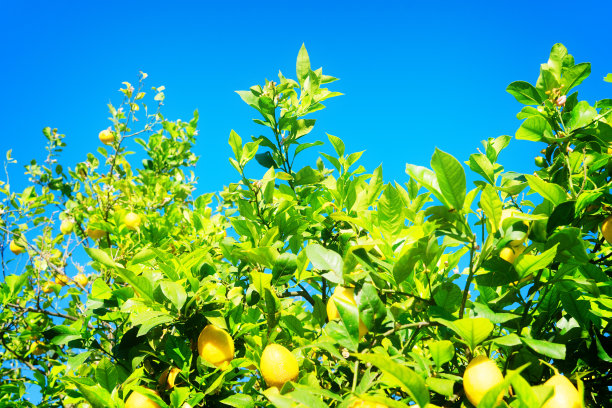 水果柠檬园图片下载