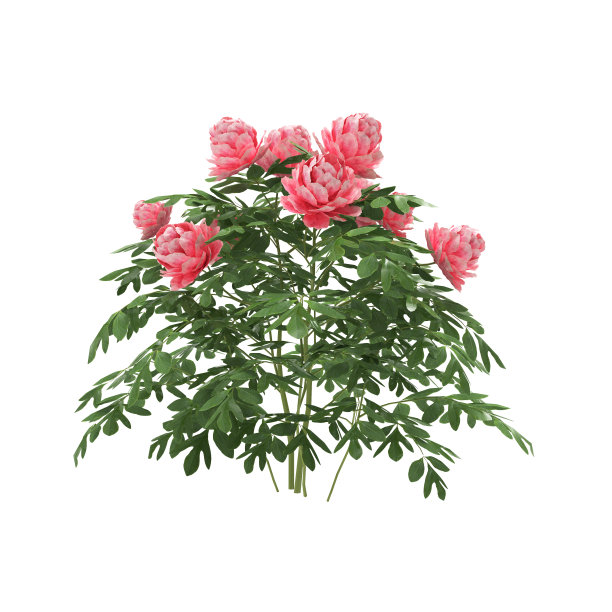 盛开的牡丹，粉红色。图片下载