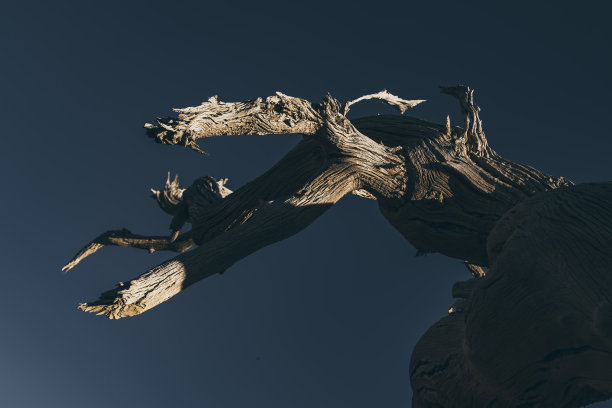 Populus euphratica窗帘图片下载