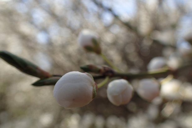 幼树开花的枝条图片下载