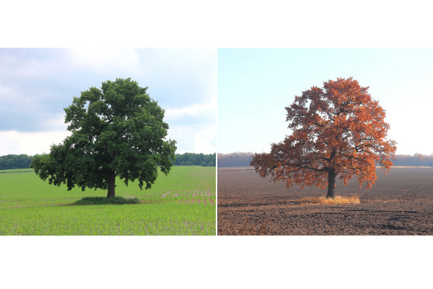 美丽的拼贴与树在夏天和秋天图片下载