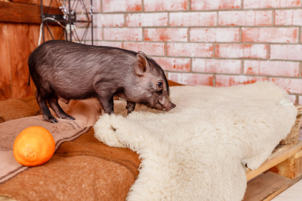 圣诞树下的迷你猪宝宝和礼物，象征着即将到来的2019年猪年。2019生肖猪新年快乐，中国新年概念。本空间图片下载