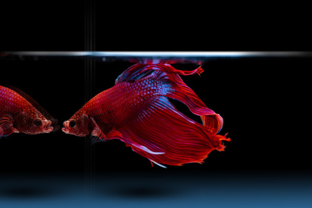 红斗鱼游来游去，姿态优美图片下载