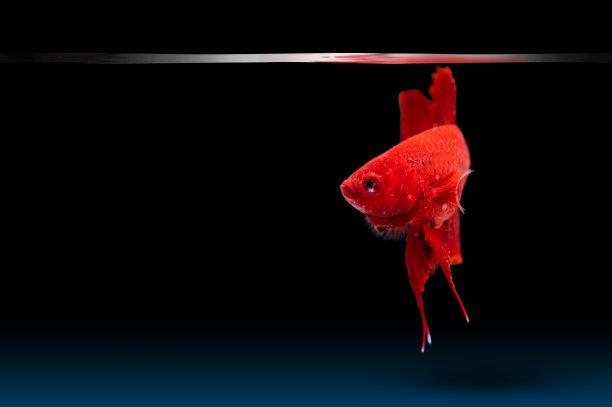 红斗鱼游来游去，姿态优美图片下载