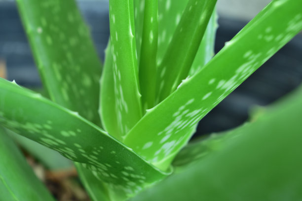 芦荟的特写照片图片下载