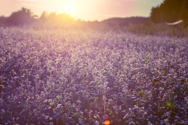 日落时的荞麦田。自然背景图片下载