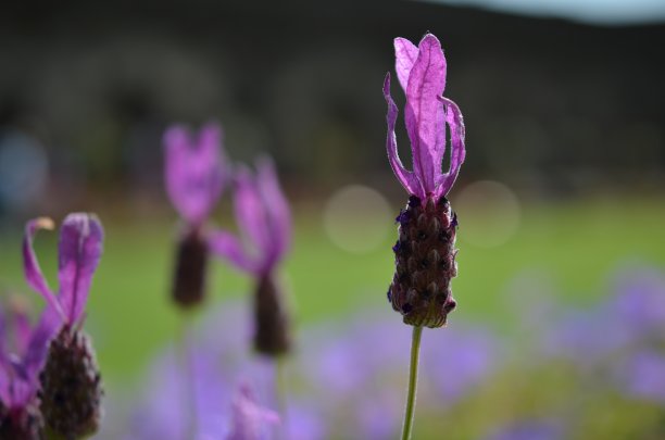平淡无奇的美图片下载