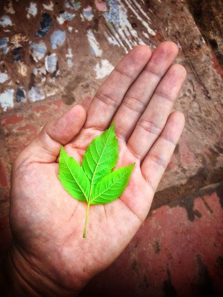 手和叶子图片下载