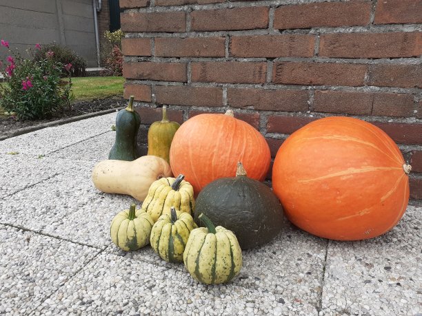 菜园里的一组不同的生物南瓜图片下载