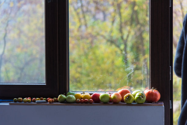 五颜六色的西红柿摆放在窗户上图片下载