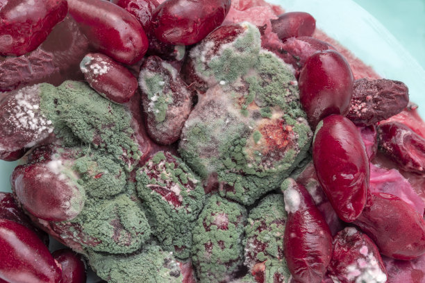 山茱萸上的霉菌。特写镜头。因长期贮藏而变质的浆果。图片下载