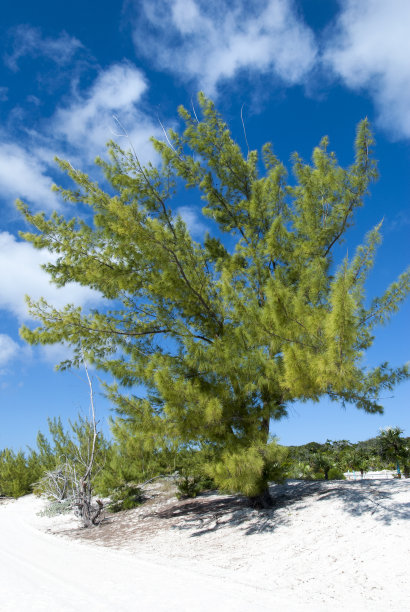 半月礁海滩树图片下载