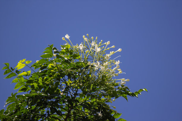 蓝色天空中的白花或白蜡树图片下载