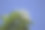 蓝色天空中的白花或白蜡树图片下载
