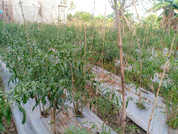 辣椒花园图片下载