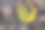 枯叶基部的一组叶子。图片下载