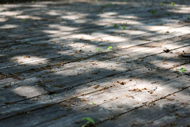 阳光明媚的日子里，木板间插着一些小绿色植物的旧木制人行道。照片在透视与选择焦点图片下载