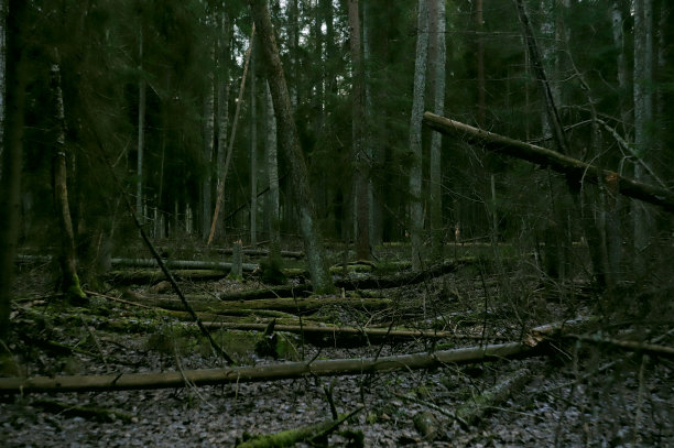 黑森林-素材照片图片下载