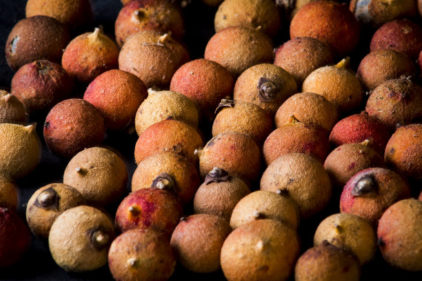 象牙棕榈热带水果图片下载