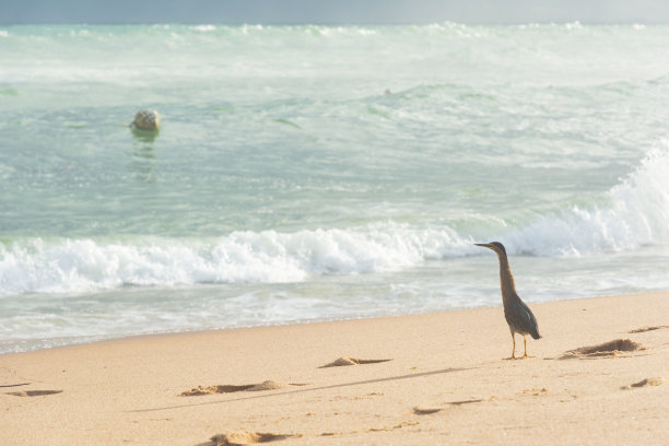一只鸟在维梅洛海滩的沙滩上等待鱼儿的喂食。海浪拍打着沙滩。图片下载