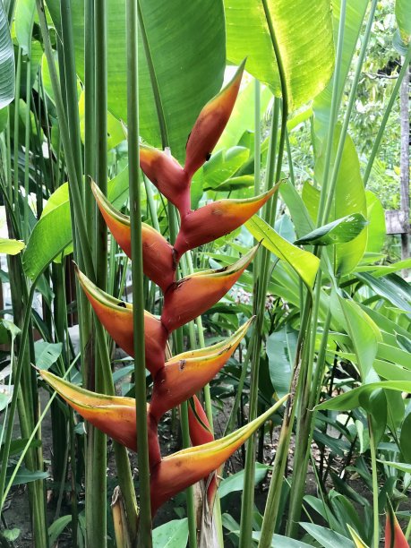海里康属植物图片下载