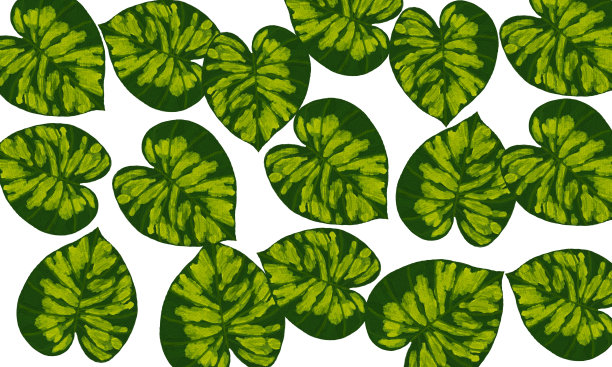 绿色热带树叶抽象春天，夏日自然背景图片下载