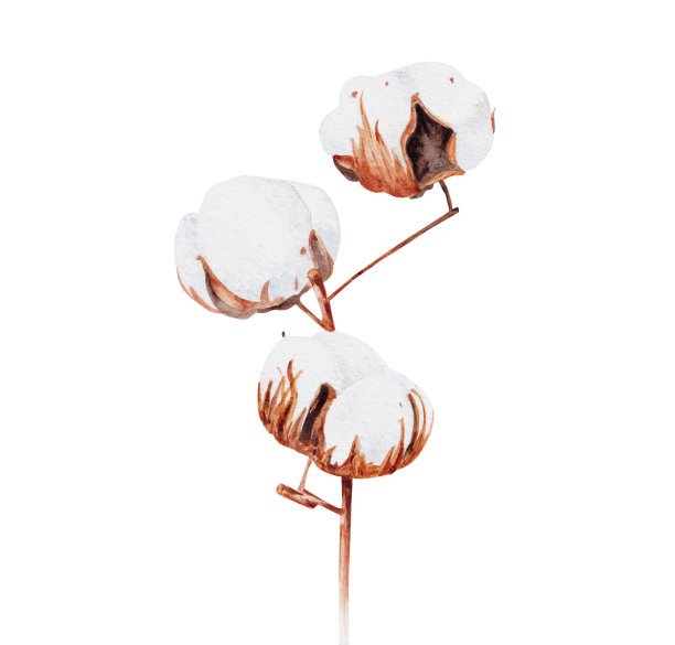 孤立的棉花花在一个分枝水彩画插图图片下载