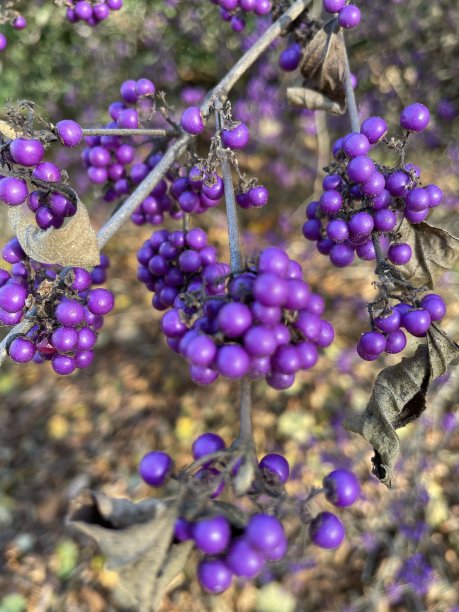 卡利卡帕，美丽的浆果图片下载