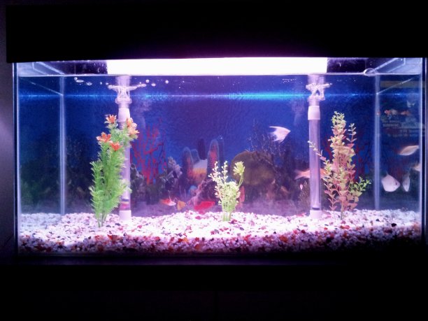 小型水族馆图片下载