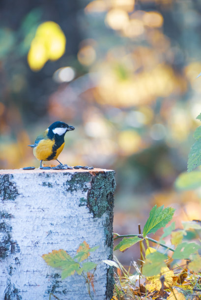 鸟儿山雀栖息在秋天森林的桦树树桩上图片下载
