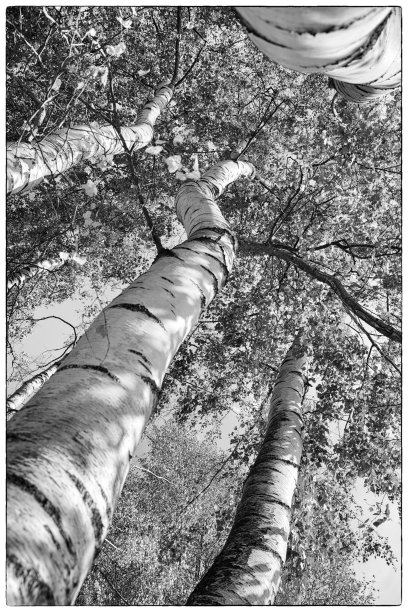 组与4棵桦树在极端广角透视黑白图片下载