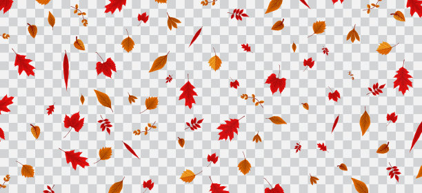 落在透明的多彩的秋叶上图片下载