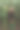玉米地里的孩子留下了深色的叶子图片下载