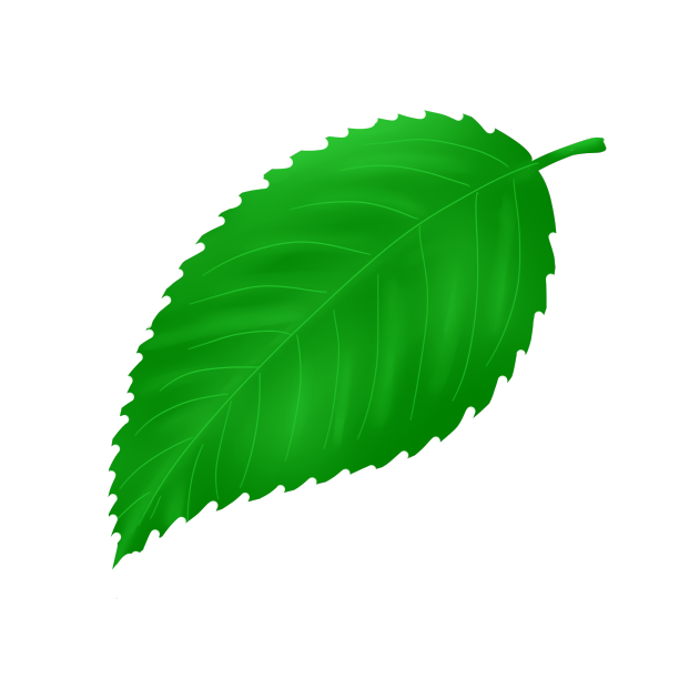 树叶叶子绿色图片下载