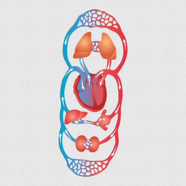 人体器官肺部心脏图片下载