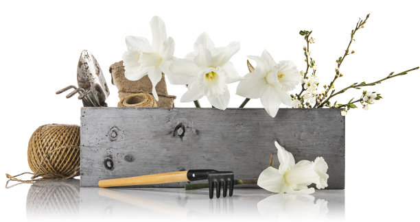 盆花春花图片下载