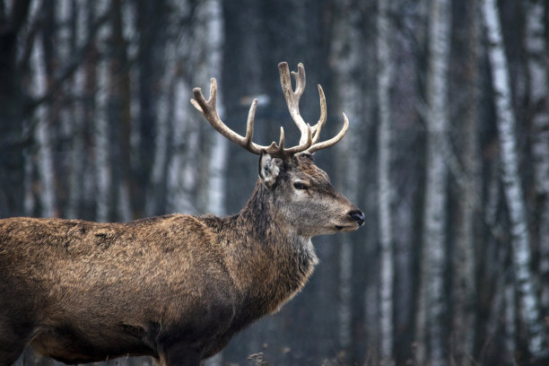 雄伟而有力的成年马鹿在秋天的桦树林中图片下载