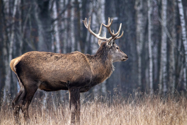雄伟而有力的成年马鹿在秋天的桦树林中图片下载